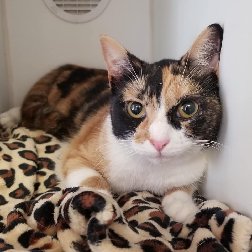 Close up of calico cat face laying on a cheetah print blanket