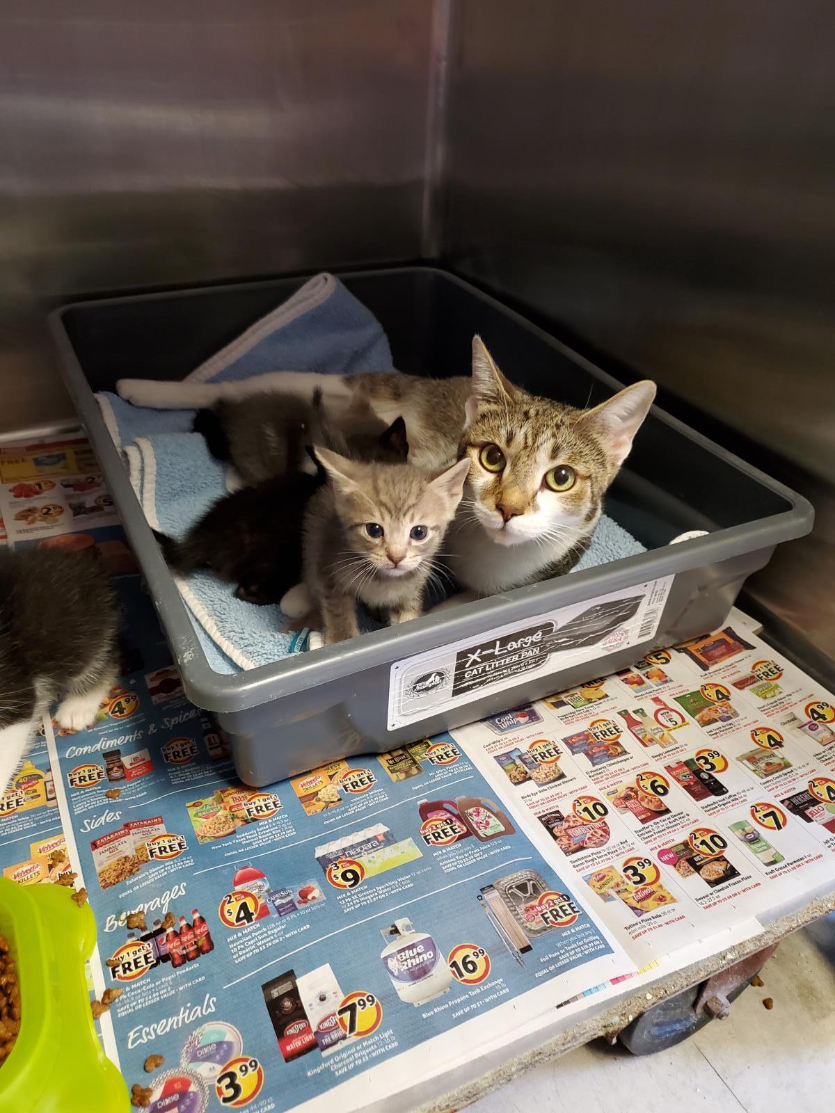 Mama cat with her kittens laying in a litterbox