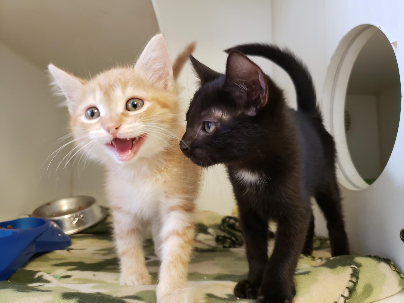 One orange kitten meowing next to a black kitten