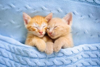 2 yellow kittens sleeping in a blue blanket