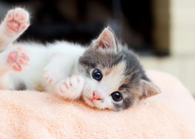 Kitten lying on peach blanket