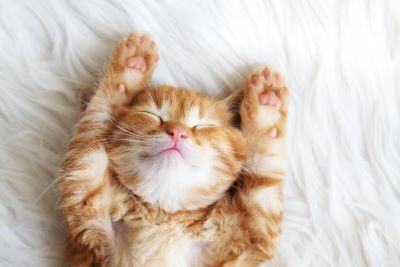 Orange Kitten stretching