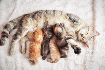 mom and kittens