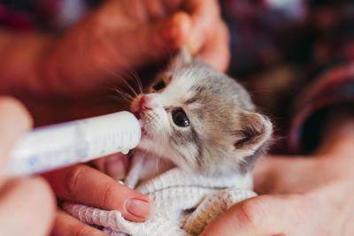 Feeding Baby Kitten