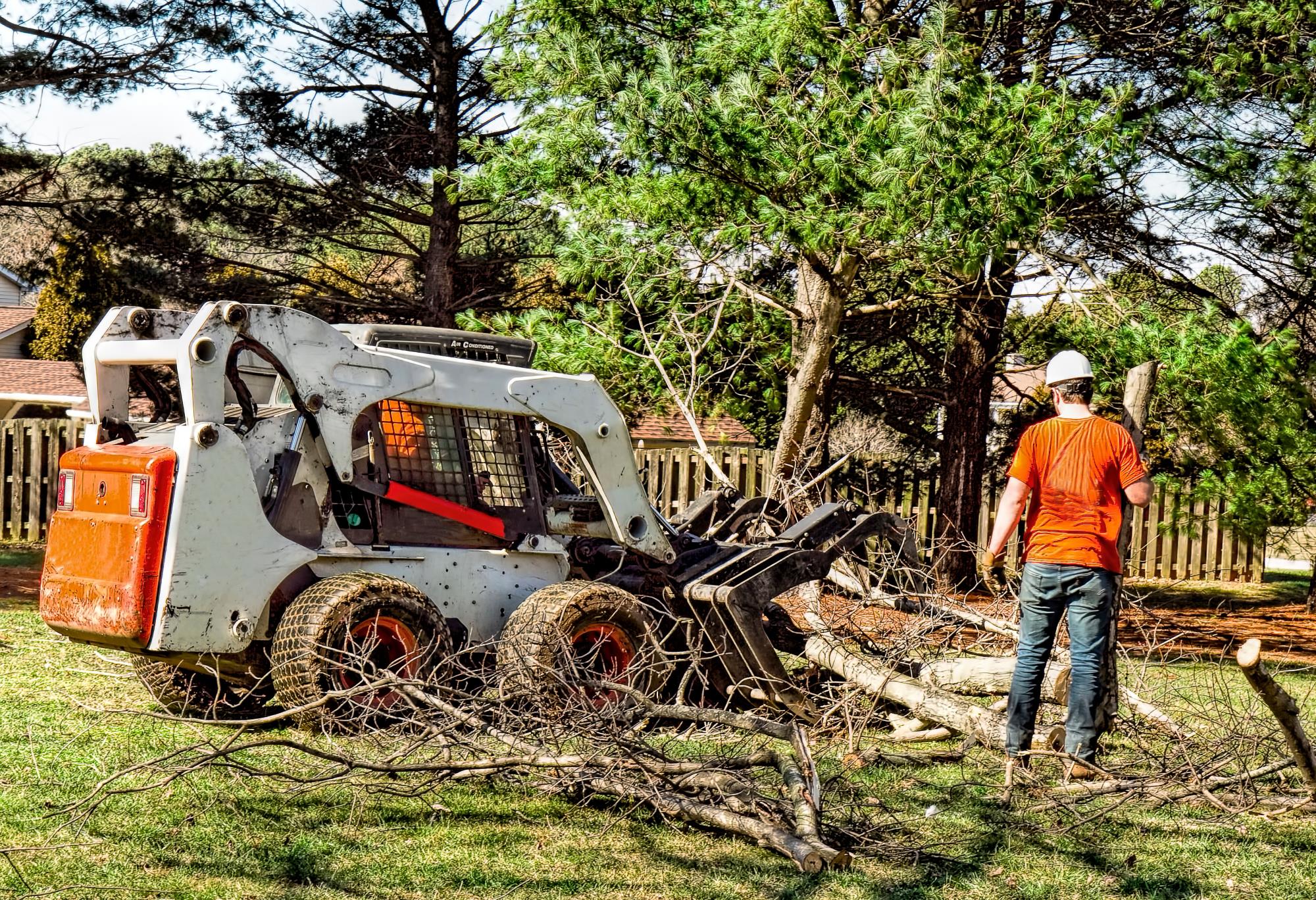 Tree Removal