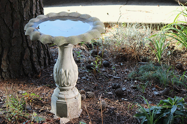 Bird Bath