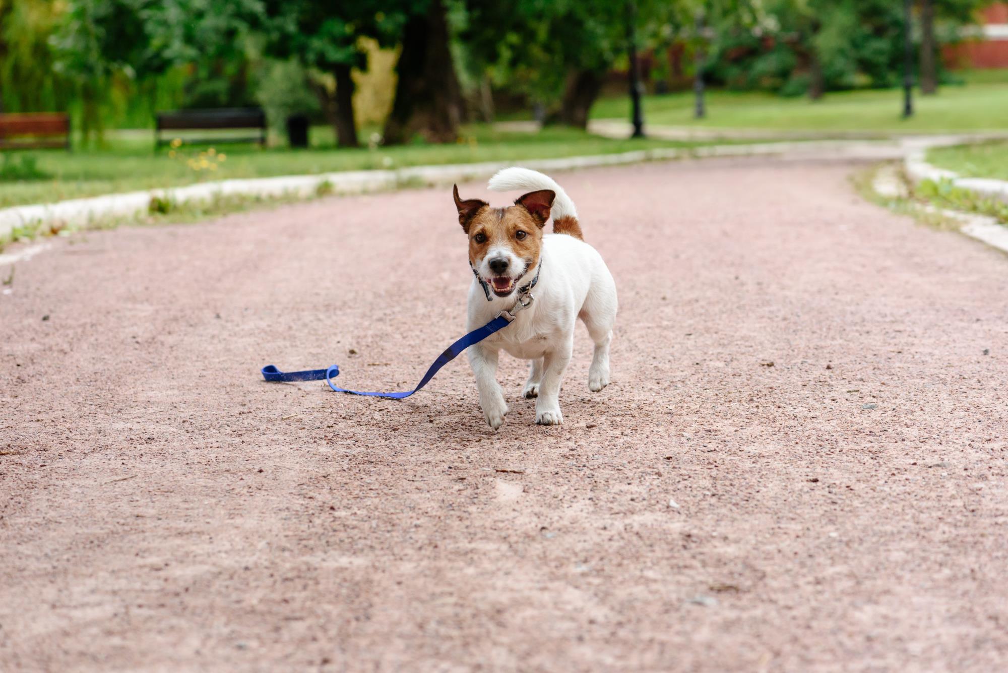 dog on leash