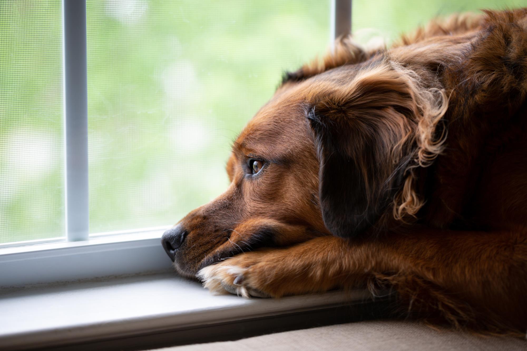 pet looking out a windor