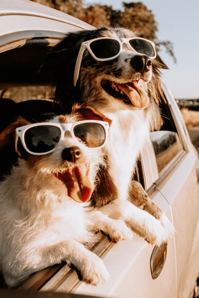 dogs in sunglasses