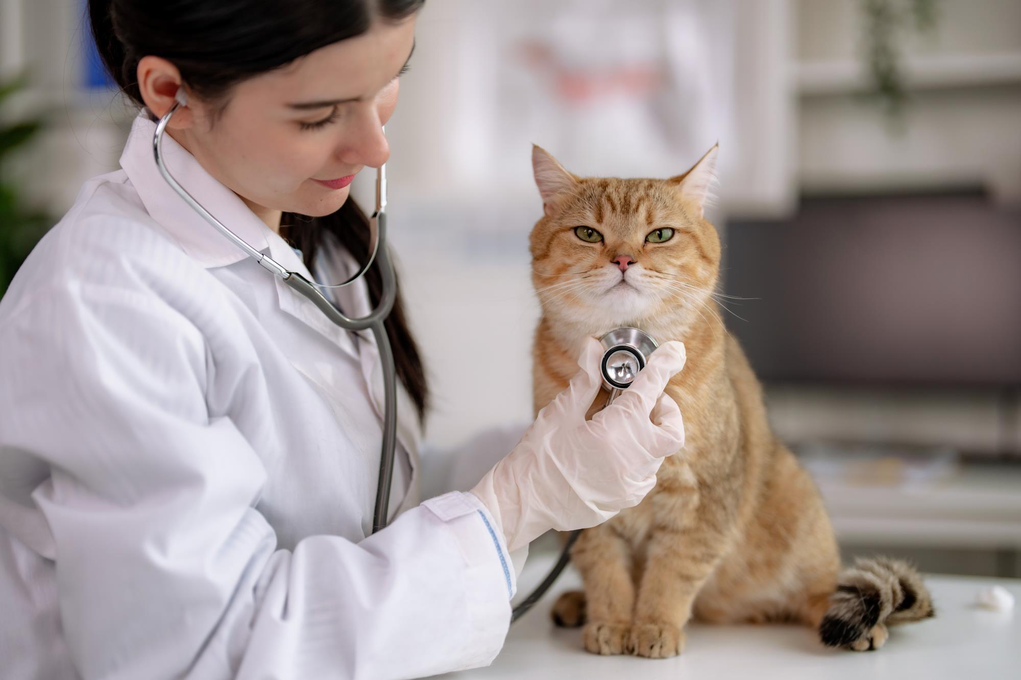 Vet examining cat