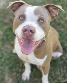 dog looking up